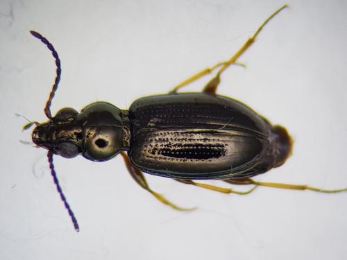 Réf. 249 283 : Bembidion lampros